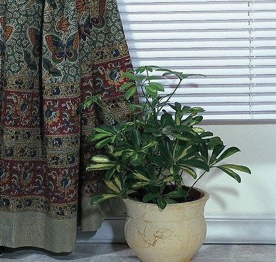Jaipur Print Cotton Vegetable Dyed Tab Top Curtain Window Drape Panel Butterfly - Sweet Us